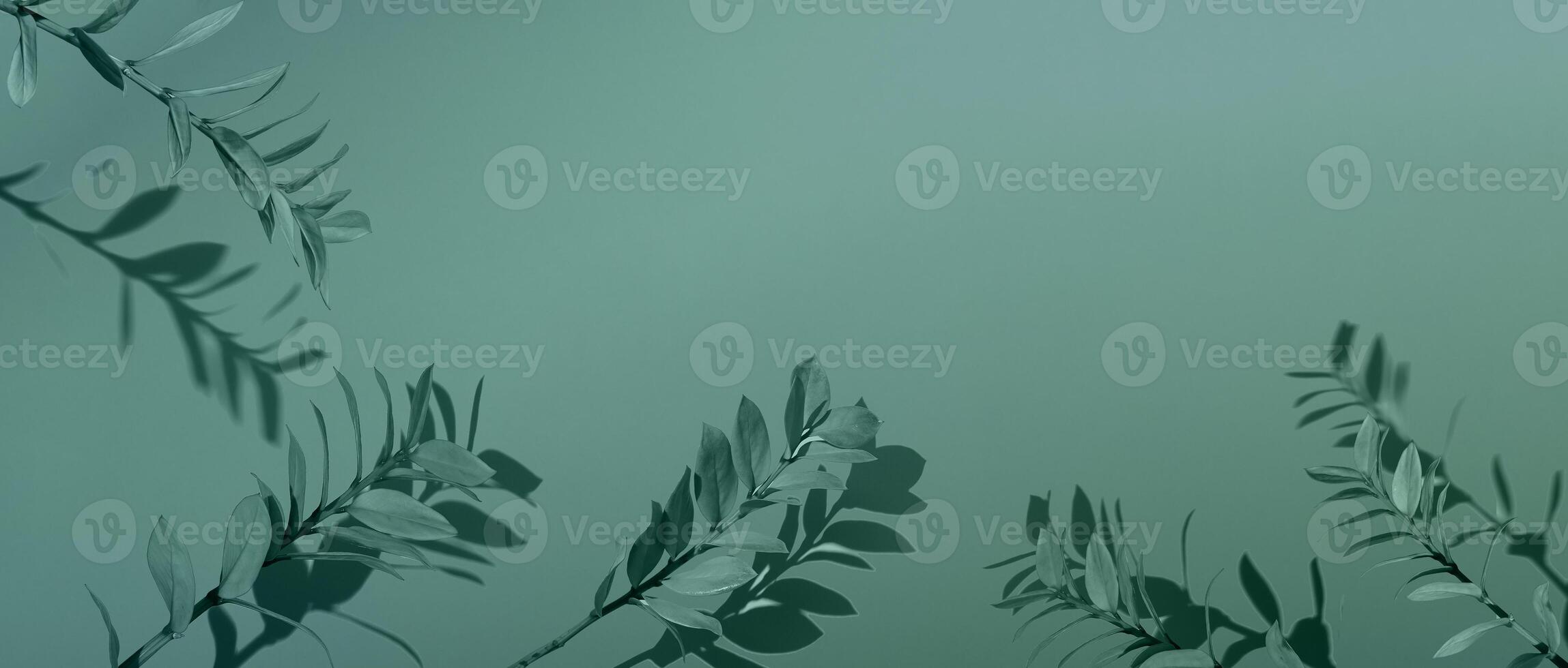 Natural background frame from branches. Green plants with shadow copy space. Fresh background for cosmetics and beauty. Branch. Pastel tone, soft focus photo