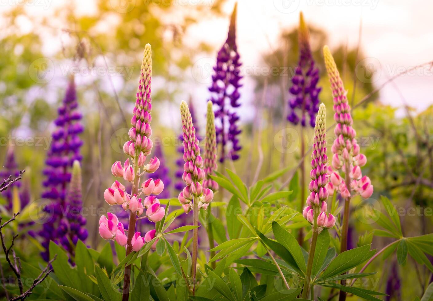 A field of blooming lupine flower. Lupinus, lupin meadow with purple and pink flowers. Summer flower background photo