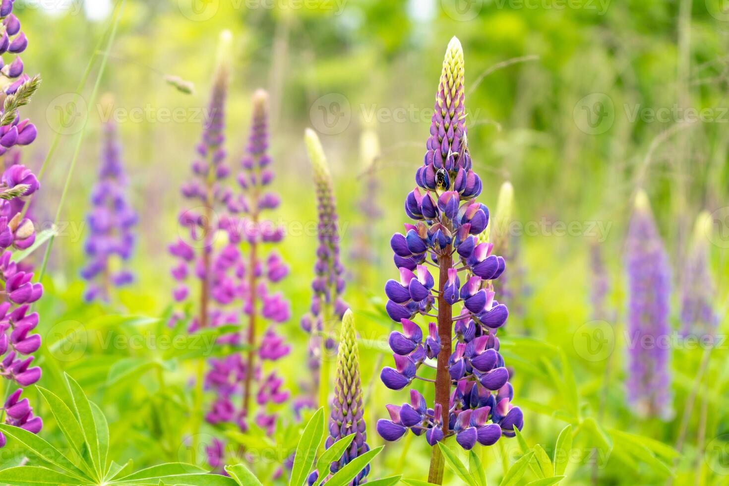 A field of blooming lupine flower. Lupinus, lupin meadow with purple and pink flowers. Summer flower background photo