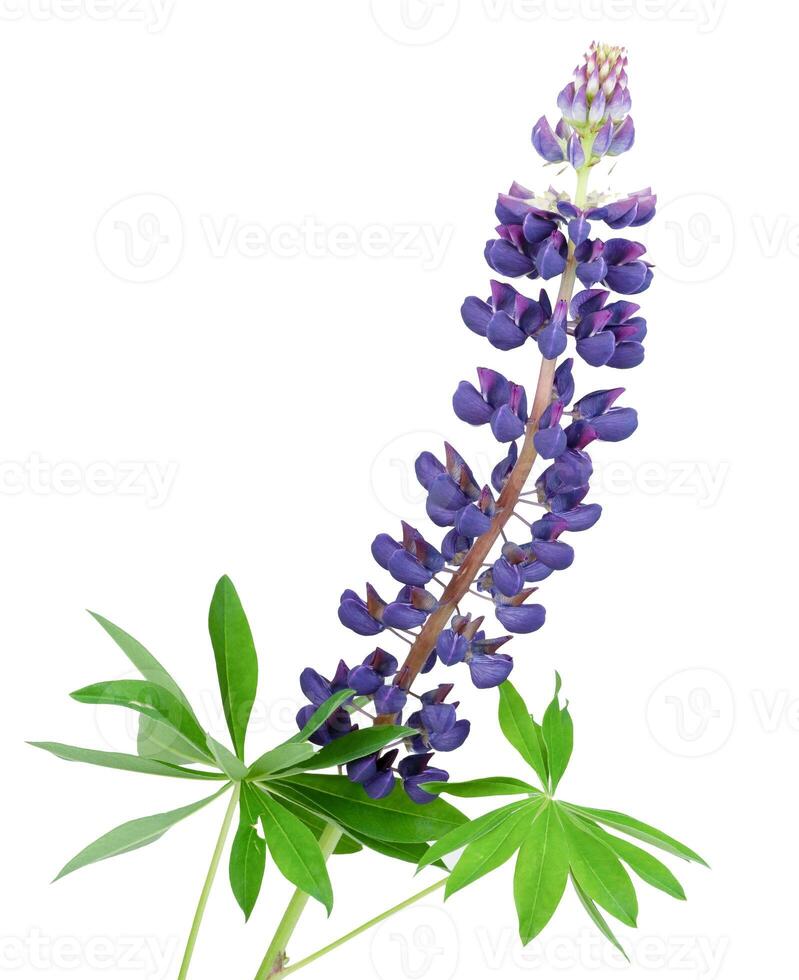 Purple lupine isolated. Summer field wild flower photo