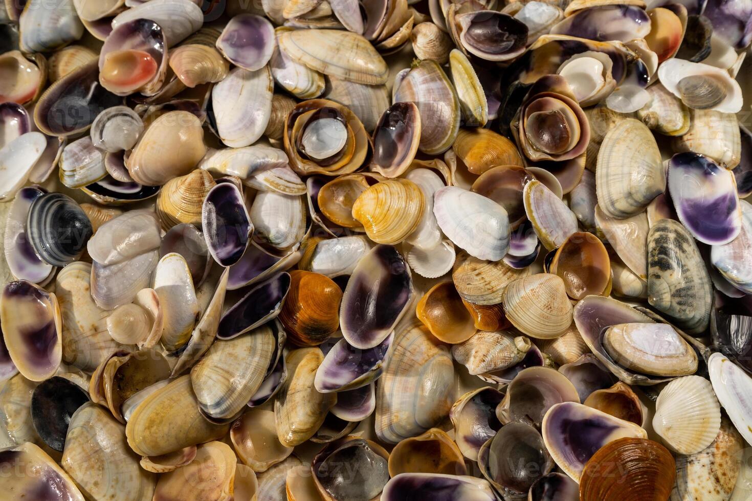 Summer background pattern from seashells. Shell close-up. Ocean coast. Seashells background. photo