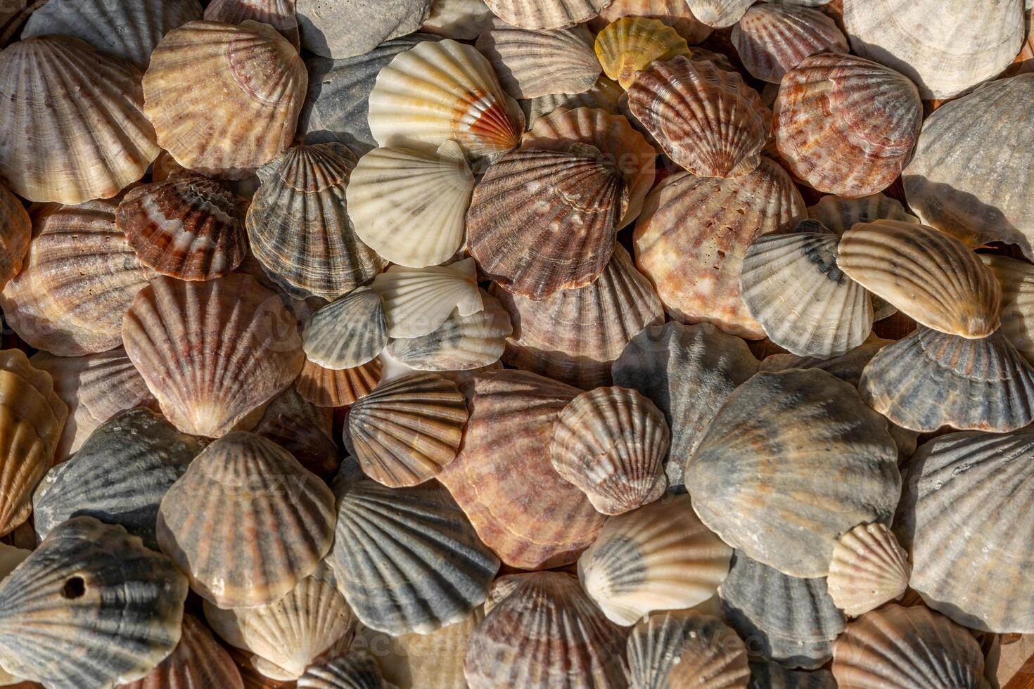 Summer background pattern from seashells. Shell close-up. Ocean coast. Seashells background. photo