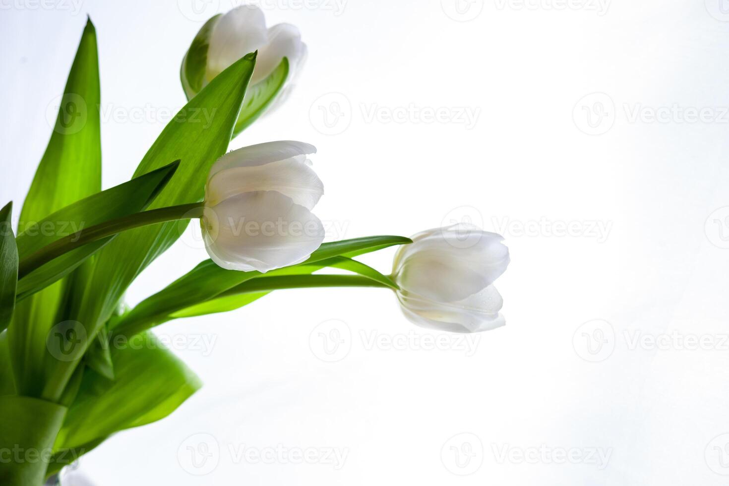 White tulip on white background. Flower for the light. Bud, stem and leaves. Spring flower tulips photo