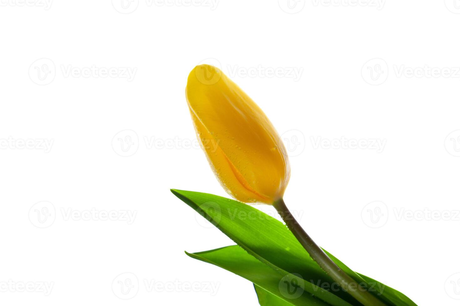 Yellow tulip isolated on white background. Flower for the light. Bud, stem and leaves. Copy space. photo