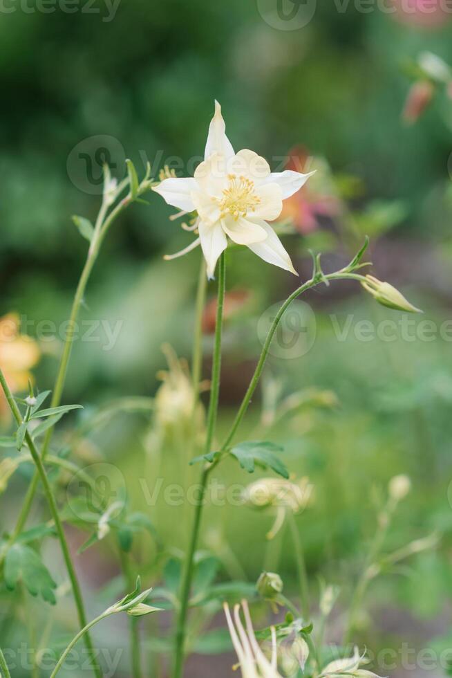 Delicate white flowers of aquilegia in summer in the garden photo