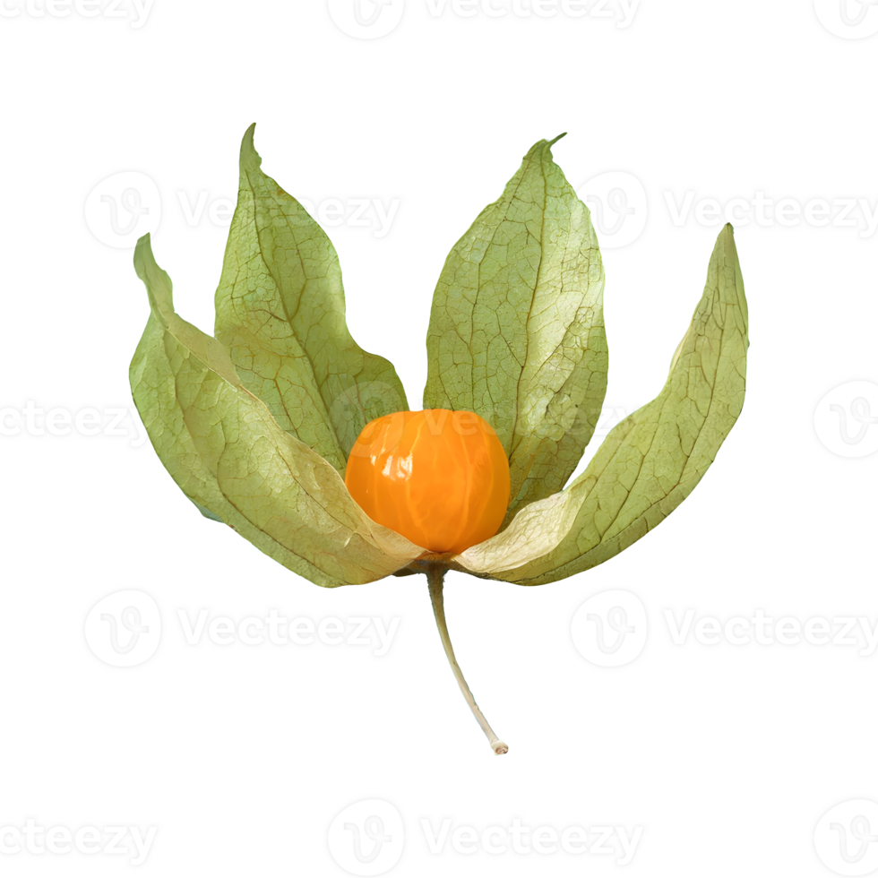 AI generated Cape gooseberry physalis with leaves isolated on transparent background png