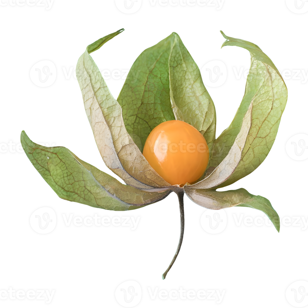 AI generated Cape gooseberry physalis with leaves isolated on transparent background png