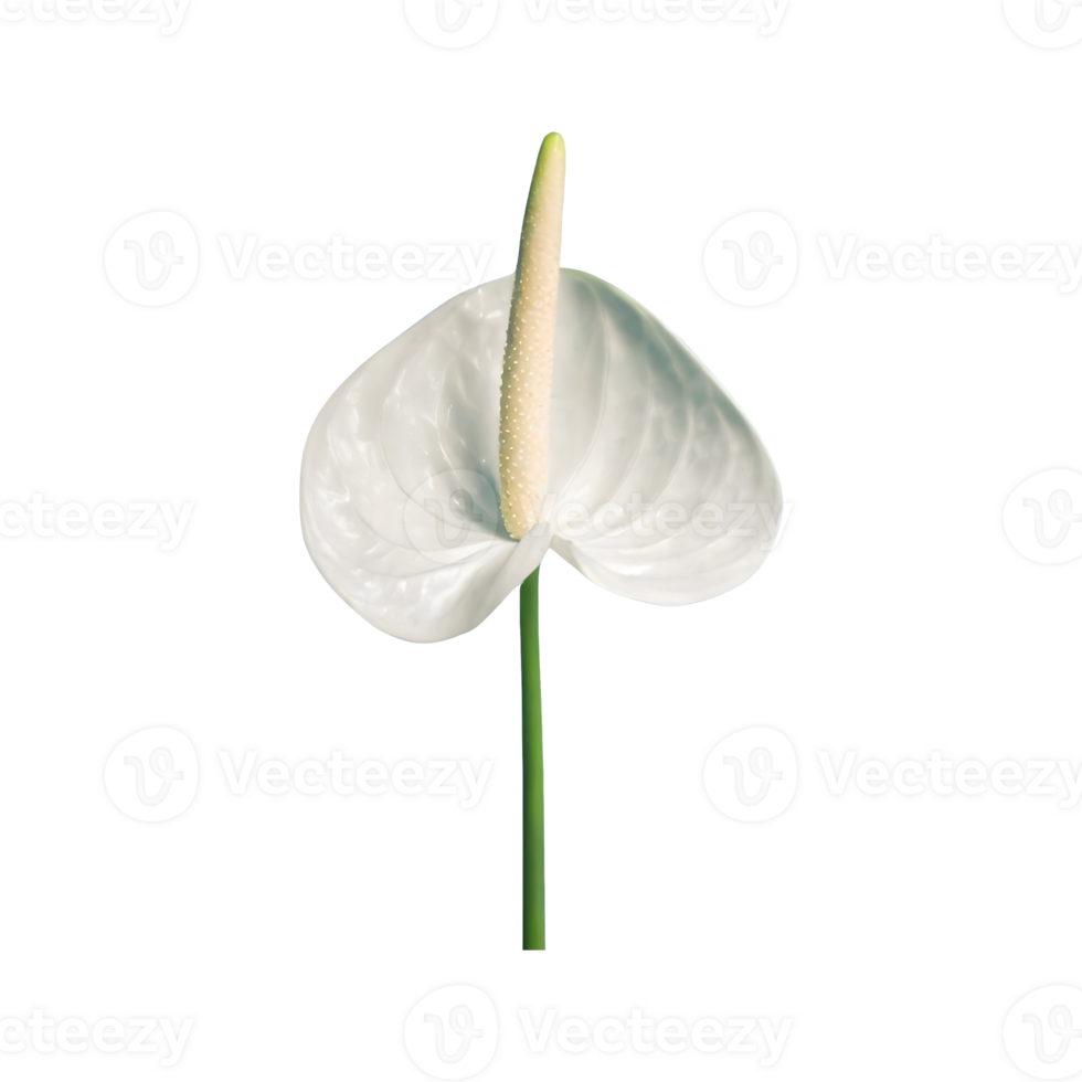 AI generated Spadix, white anthurium flower isolated on transparent background png