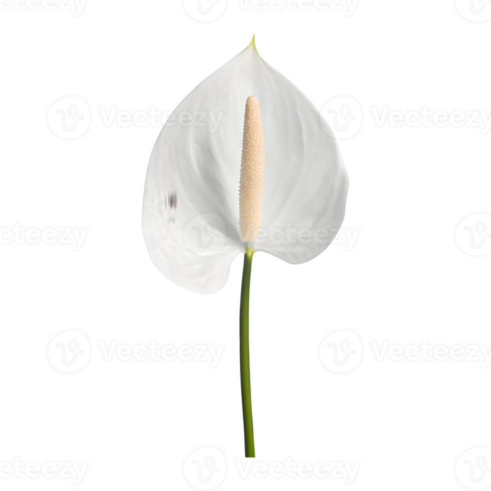 AI generated Spadix, white anthurium flower isolated on transparent background png