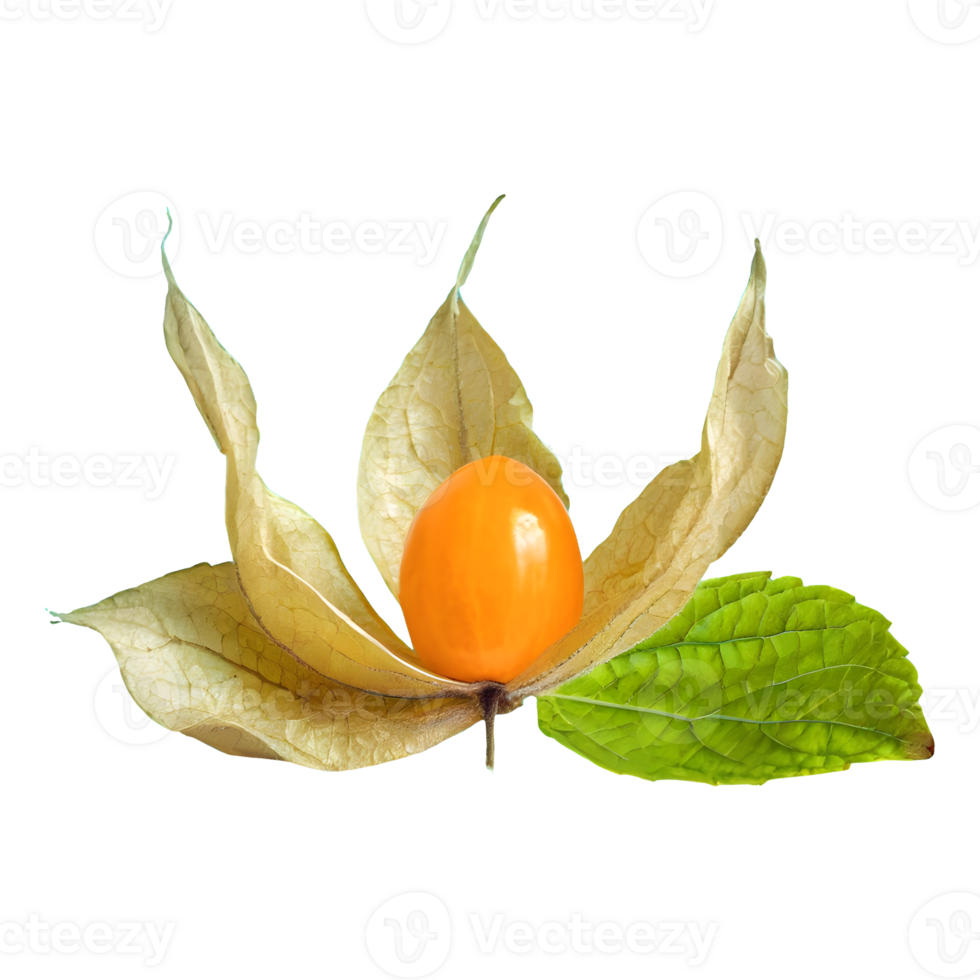 AI generated Cape gooseberry physalis with leaves isolated on transparent background png