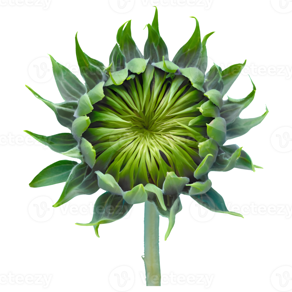 AI generated Fresh green young sunflower sprouts isolated on transparent background png