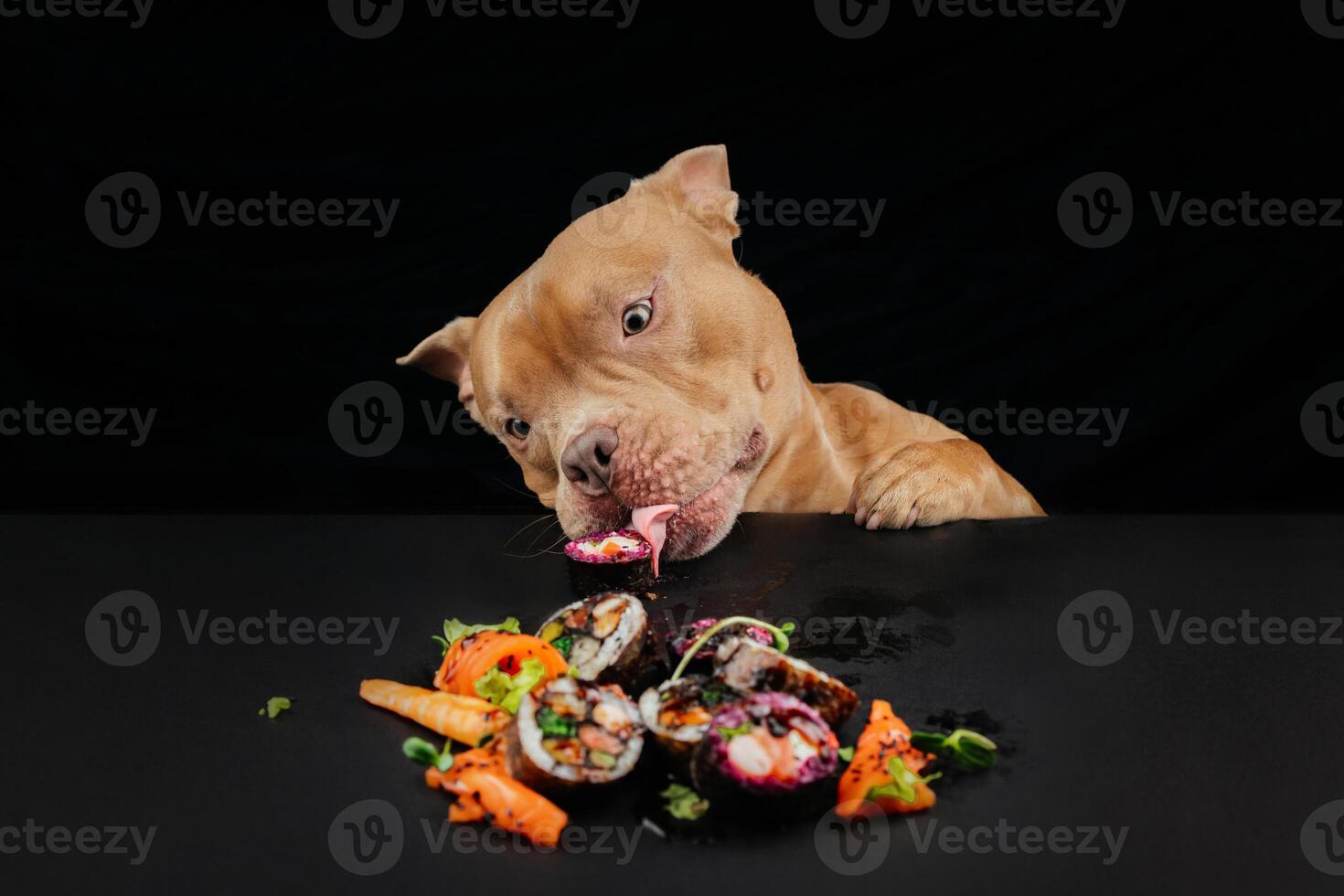 Funny puppy bulldog eat, licks japanese sushi rolls on black background. Concept of takeaway delivery service. Portrait of hungry dog sitting at table with meal of traditional Japanese cuisine photo