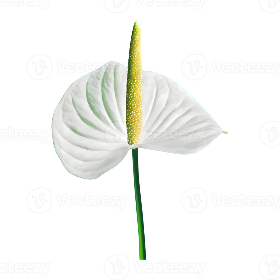 AI generated Spadix, white anthurium flower isolated on transparent background png