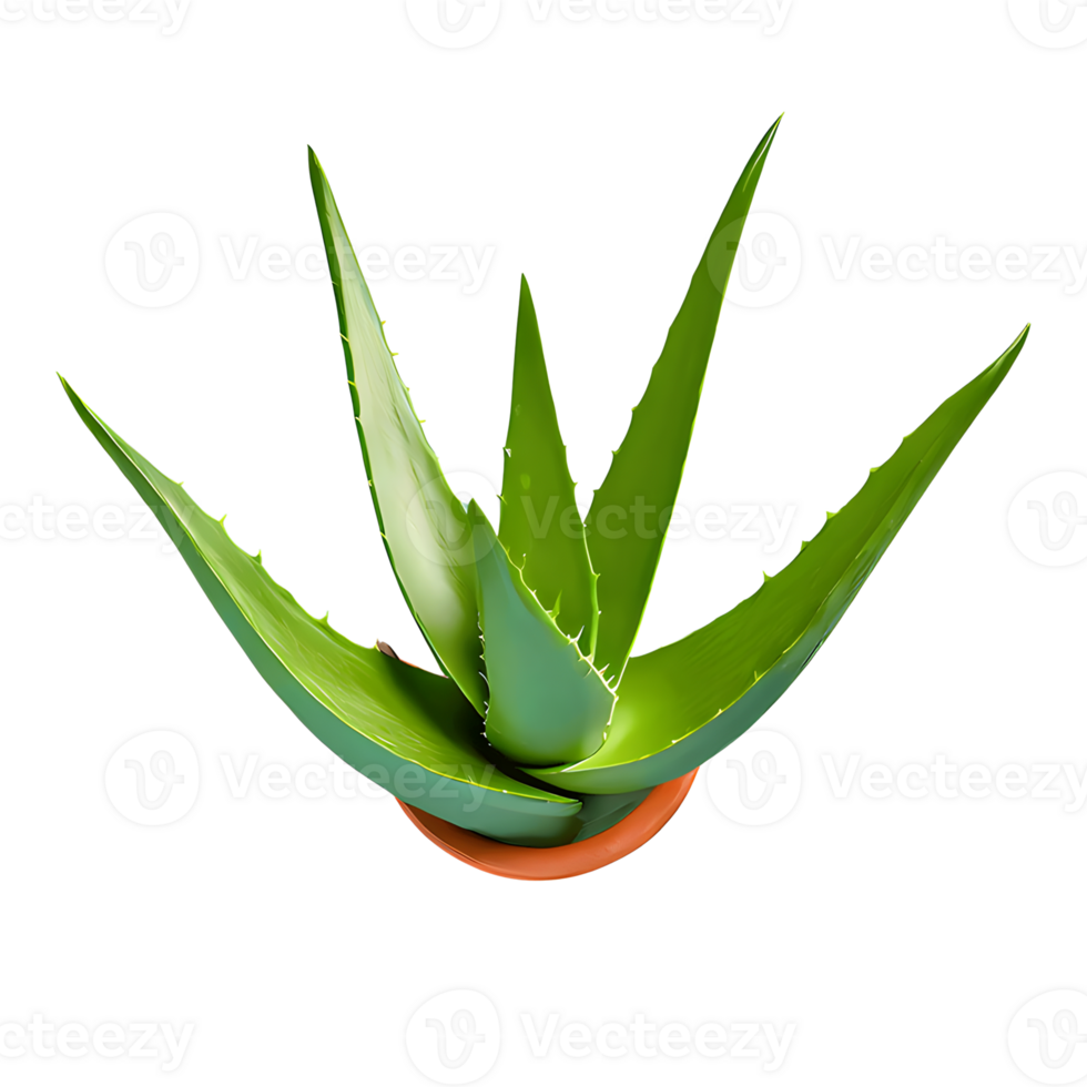 AI generated Aloe vera isolated on transparent background png