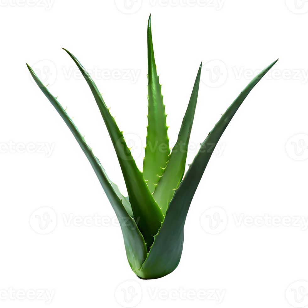 AI generated Aloe vera isolated on transparent background png