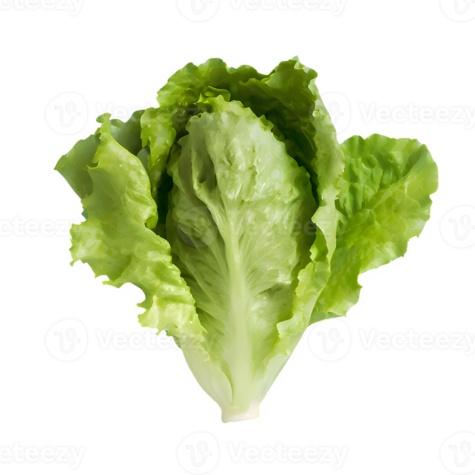 AI generated Fresh lettuce isolated on transparent background png