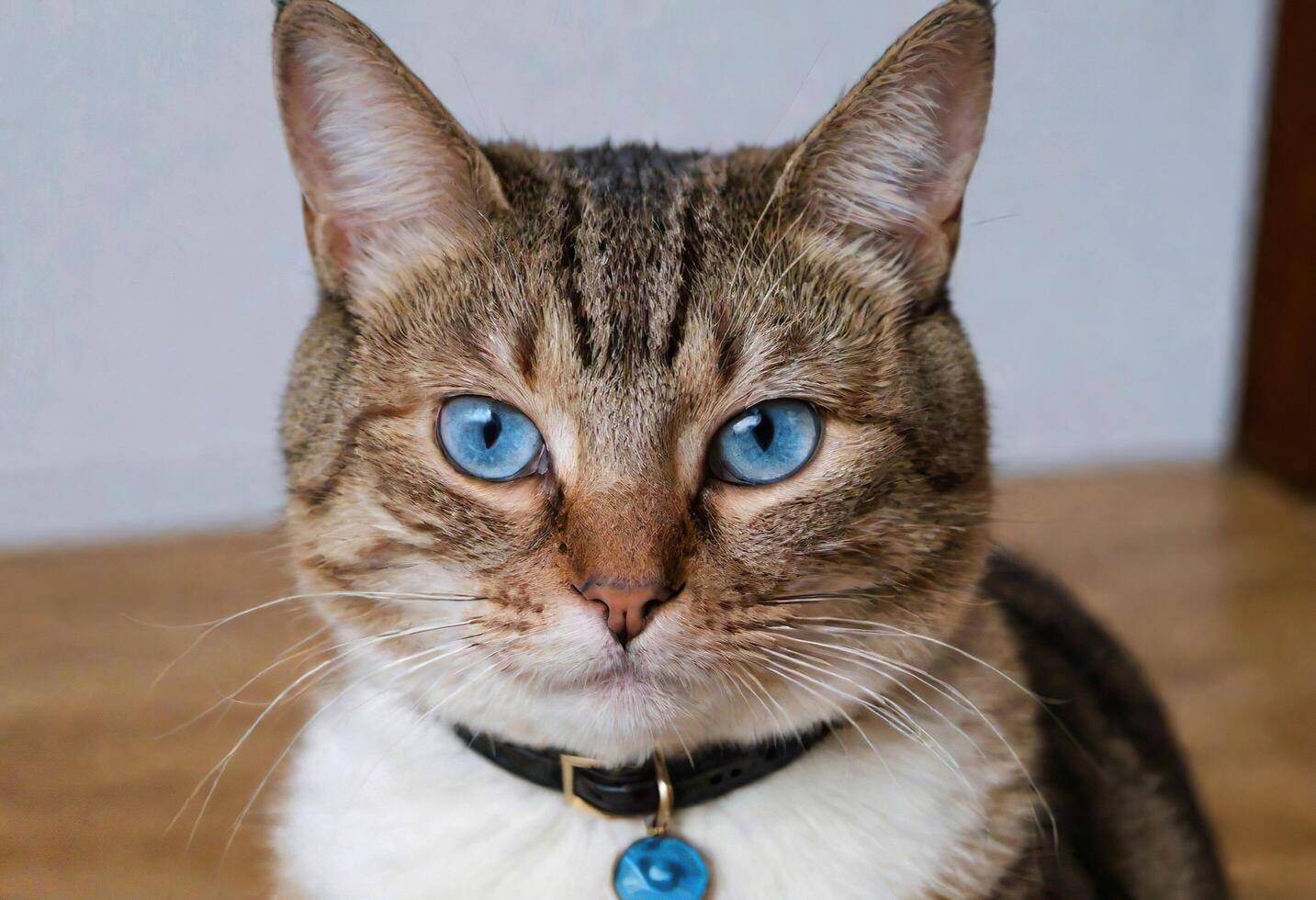 AI generated A cute cat with blue eyes wearing a collar photo