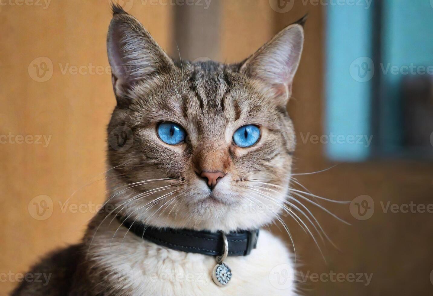 AI generated A cute cat with blue eyes wearing a collar photo