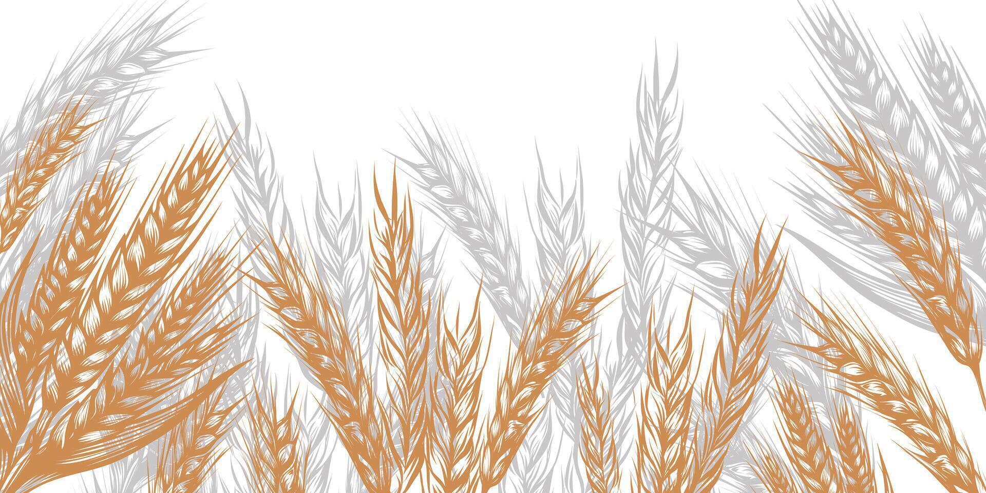 cereal border with spikelets of wheat in sketch vector illustration isolated on white. Ears of rye, barley, oats, millet for decoration, packaging and window design, bakery.