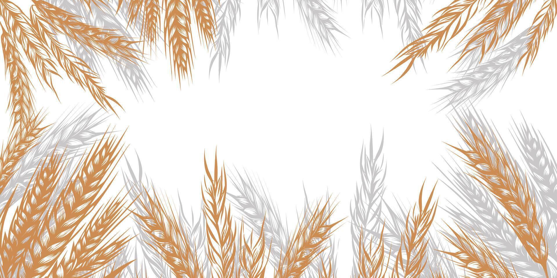Border order of spikelets of wheat, rye, barley with copy space. Background for packaging, bakery shop, flour products, farm products, vector illustration isolated on background.