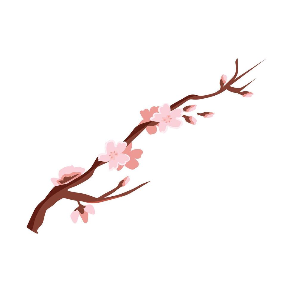 Cherry blossom branch vector illustration. Cherry blossom with pink Sakura flower vector. Japanese Cherry blossom vector