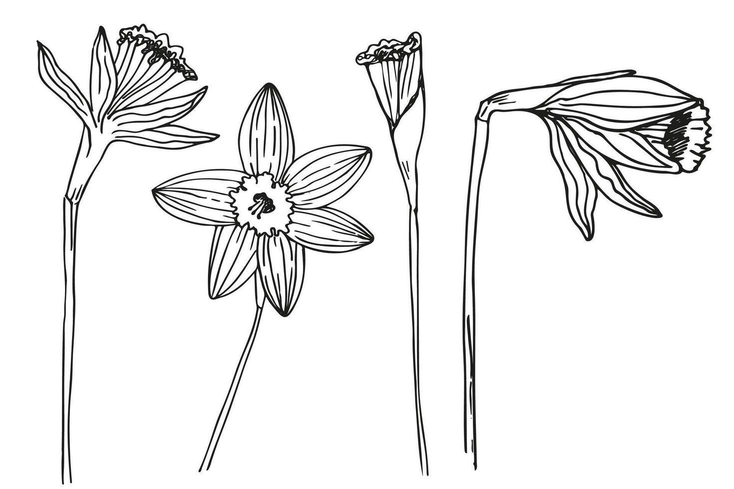 Narcissus flower sketch hand drawn vector illustration. Design background with plants daffodils ink texture, garden floret spring motive for logo, sign, tattoo, label, flyer, print, paper, card