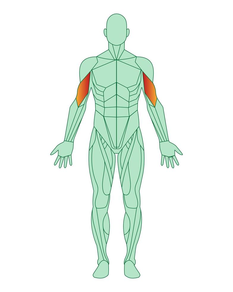 Figure of a man with highlighted muscles. Highlighted in red biceps of arms or shoulders. Male muscle anatomy concept. Vector illustration isolated on white background.