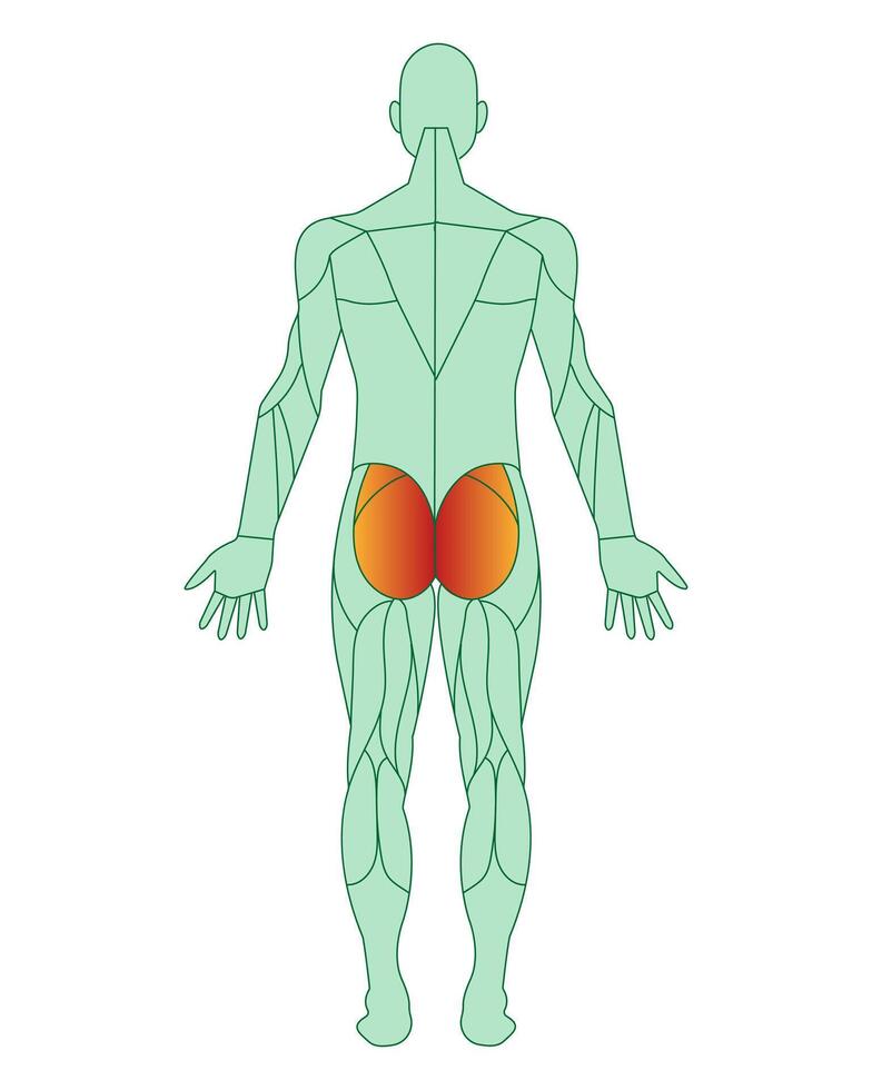 Figure of a man with highlighted muscles. The gluteus maximus muscles are highlighted in red. Male muscle anatomy concept. Vector illustration isolated on white background.