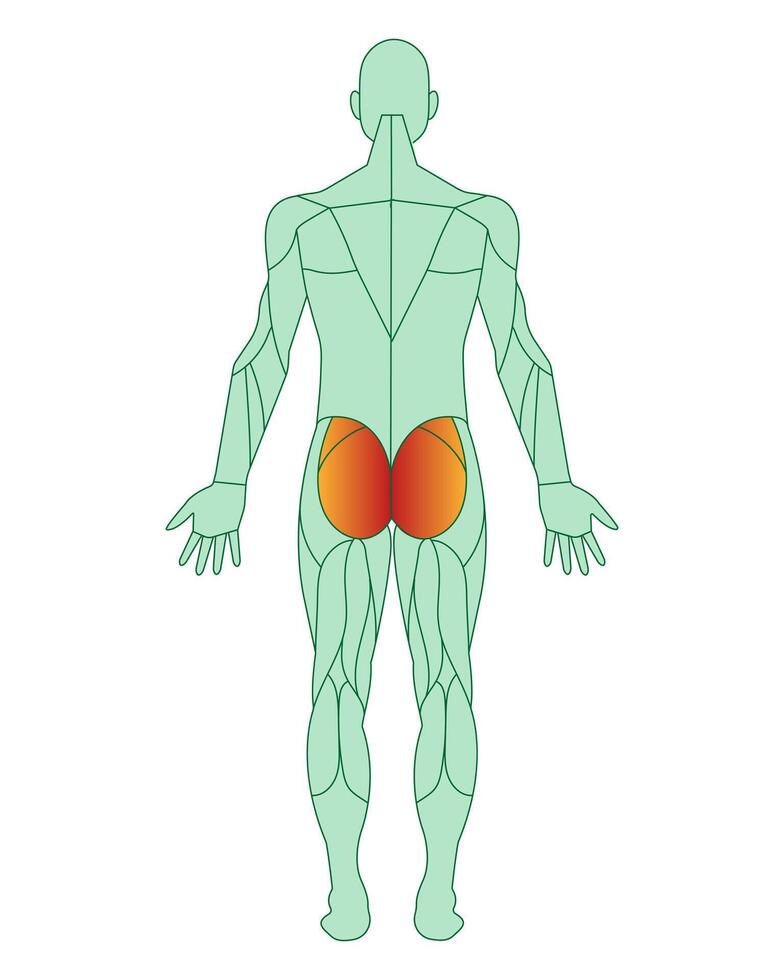 figura de un hombre con destacado músculos. el glúteo maximus músculos son destacado en rojo. masculino músculo anatomía concepto. vector ilustración aislado en blanco antecedentes.