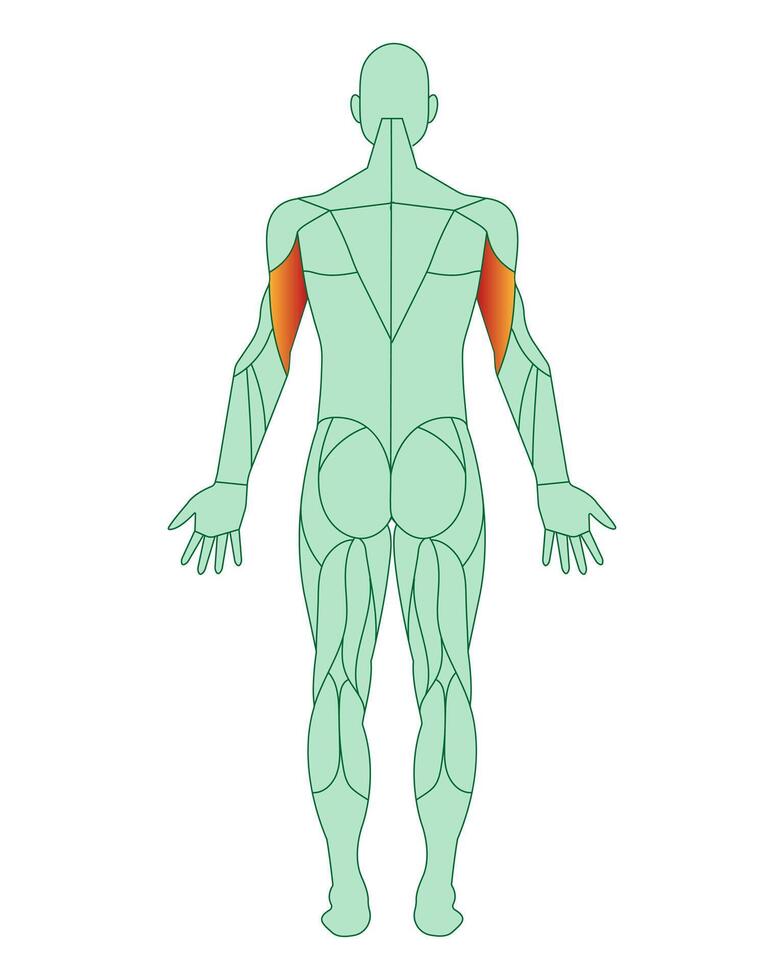 Figure of a man with highlighted muscles. Highlighted in red biceps of arms or shoulders. Male muscle anatomy concept. Vector illustration isolated on white background.