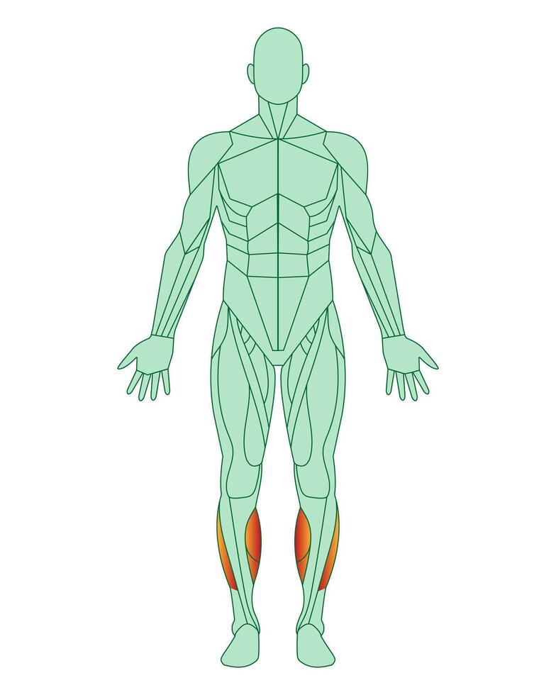 figura de un hombre con destacado músculos. cuerpo con tibial anterior y peroneo músculos destacado en rojo. masculino músculo anatomía concepto. vector ilustración aislado en blanco antecedentes.