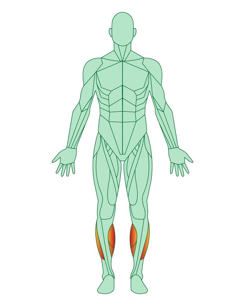 Figure of a man with highlighted muscles. Body with tibialis anterior and peroneal muscles highlighted in red. Male muscle anatomy concept. Vector illustration isolated on white background.