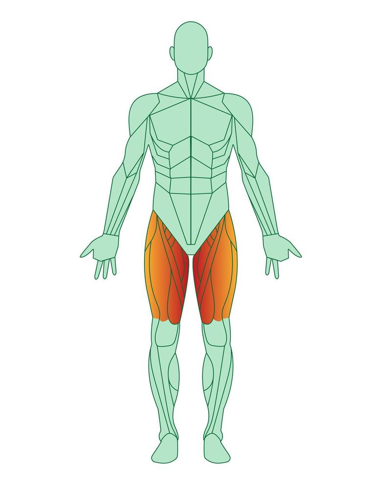 Figure of a man with highlighted muscles. Body with thigh muscles highlighted in red. Quadriceps and adductor femoris, sartorius. Male muscle anatomy concept. Vector illustration isolated on white ba