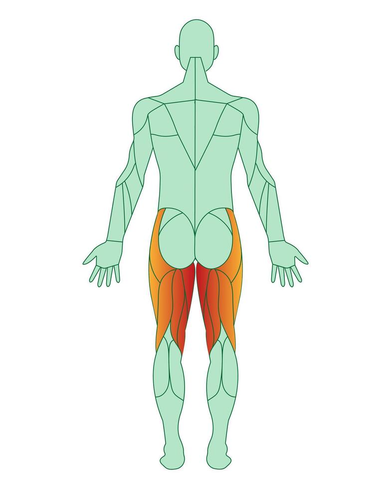 Figure of a man with highlighted muscles. The muscles of the back of the thigh are highlighted in red. Semimembranosus and semitendinosus. Male muscle anatomy concept. Vector illustration isolated o