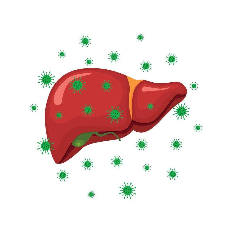 Vector drawing of a liver