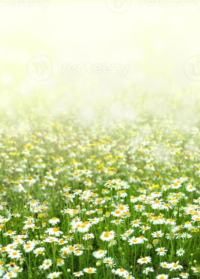 Chamomile field flowers photo