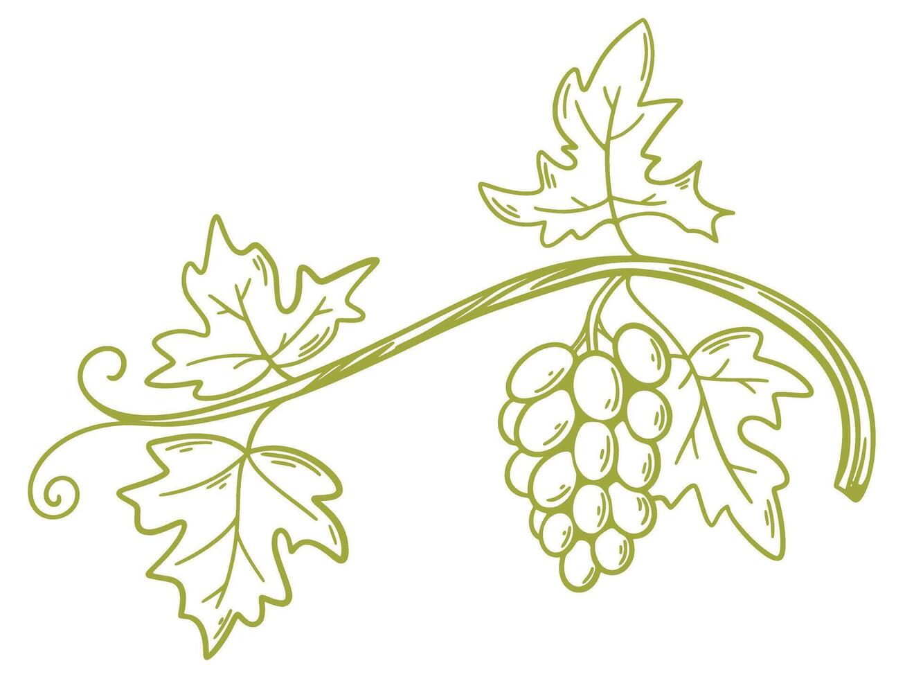 Green grape branch hand engraving vector