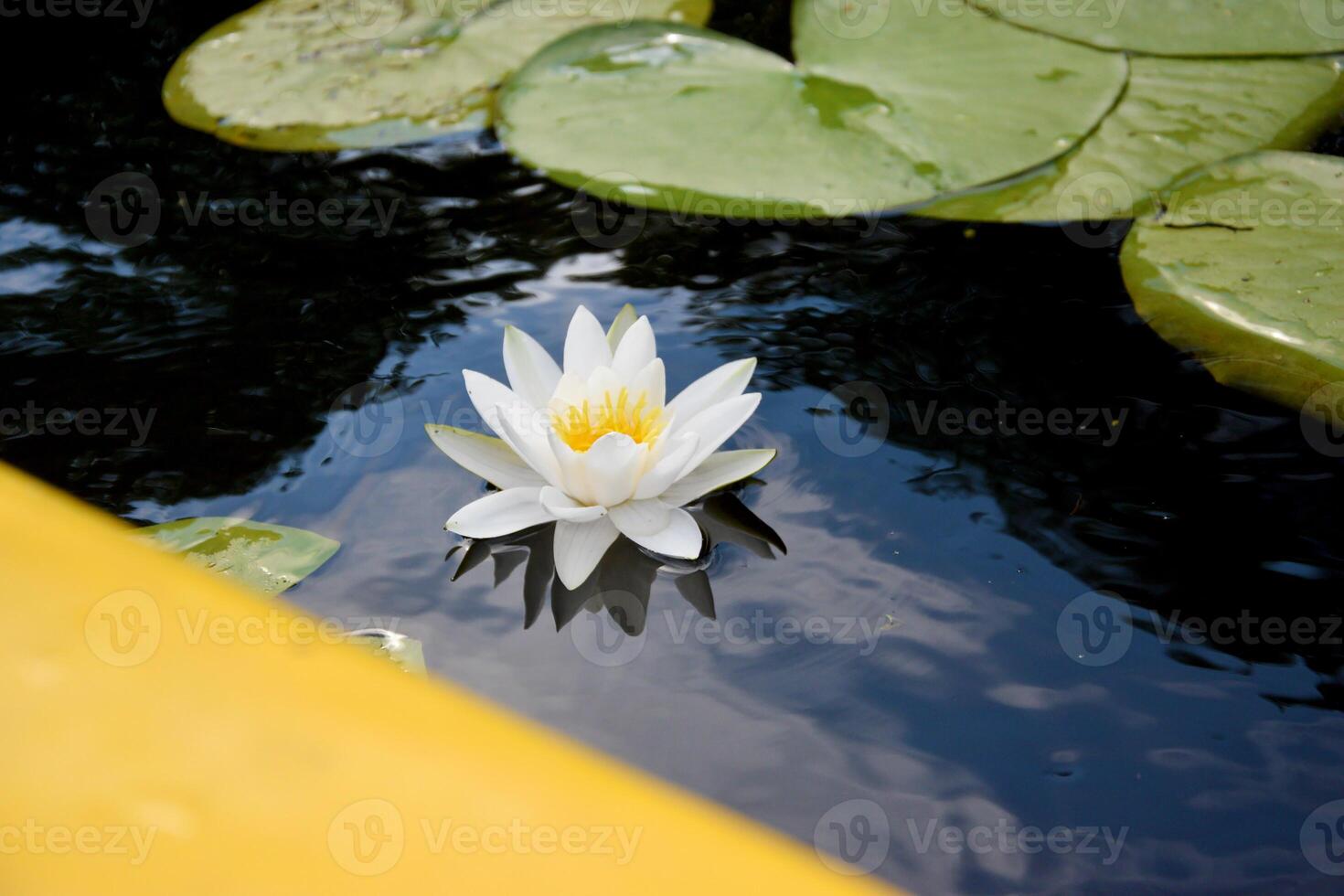 Beautiful white lotus flower and lily round leaves on the water after rain in river photo