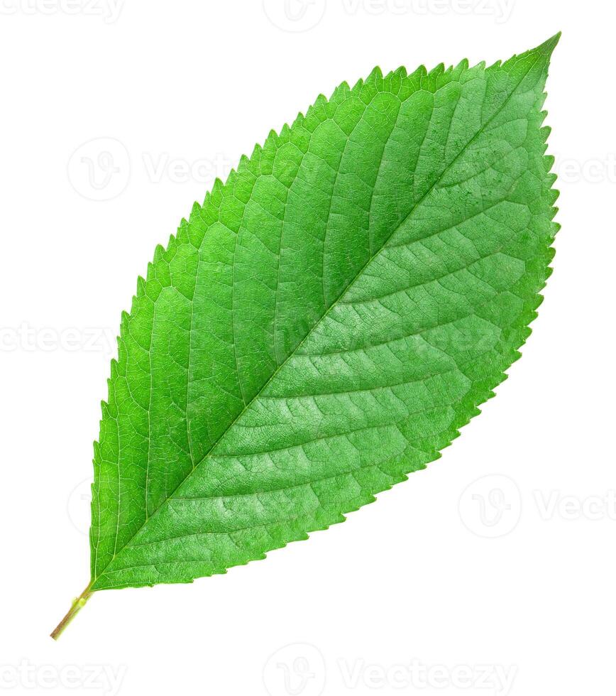 green leaf isolated photo