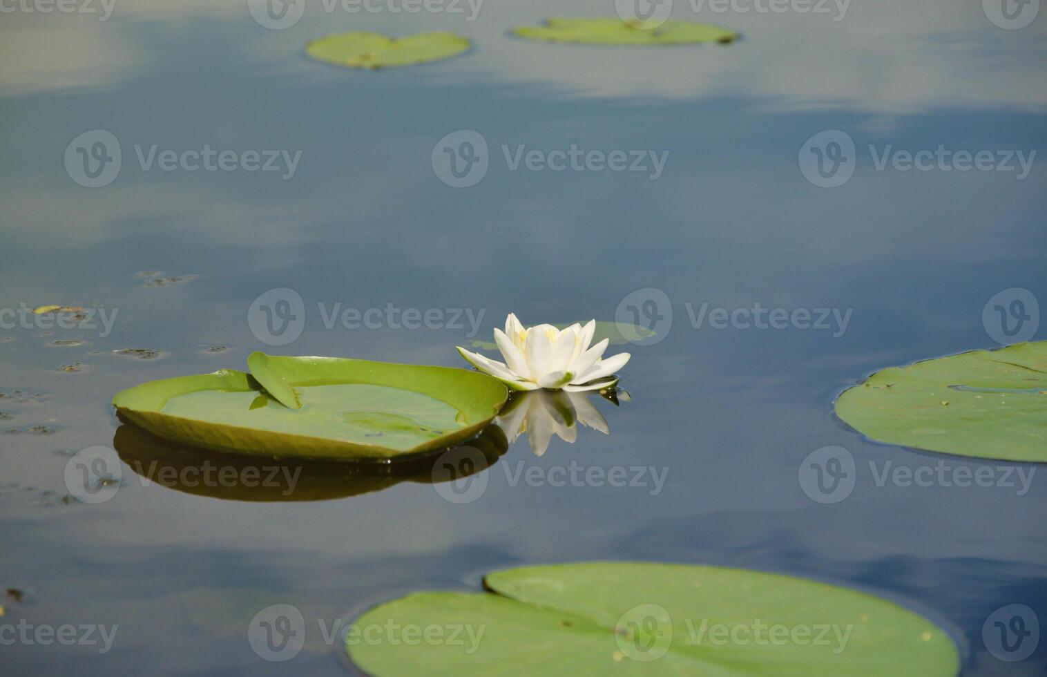 Beautiful white lotus flower and lily round leaves on the water after rain in river photo