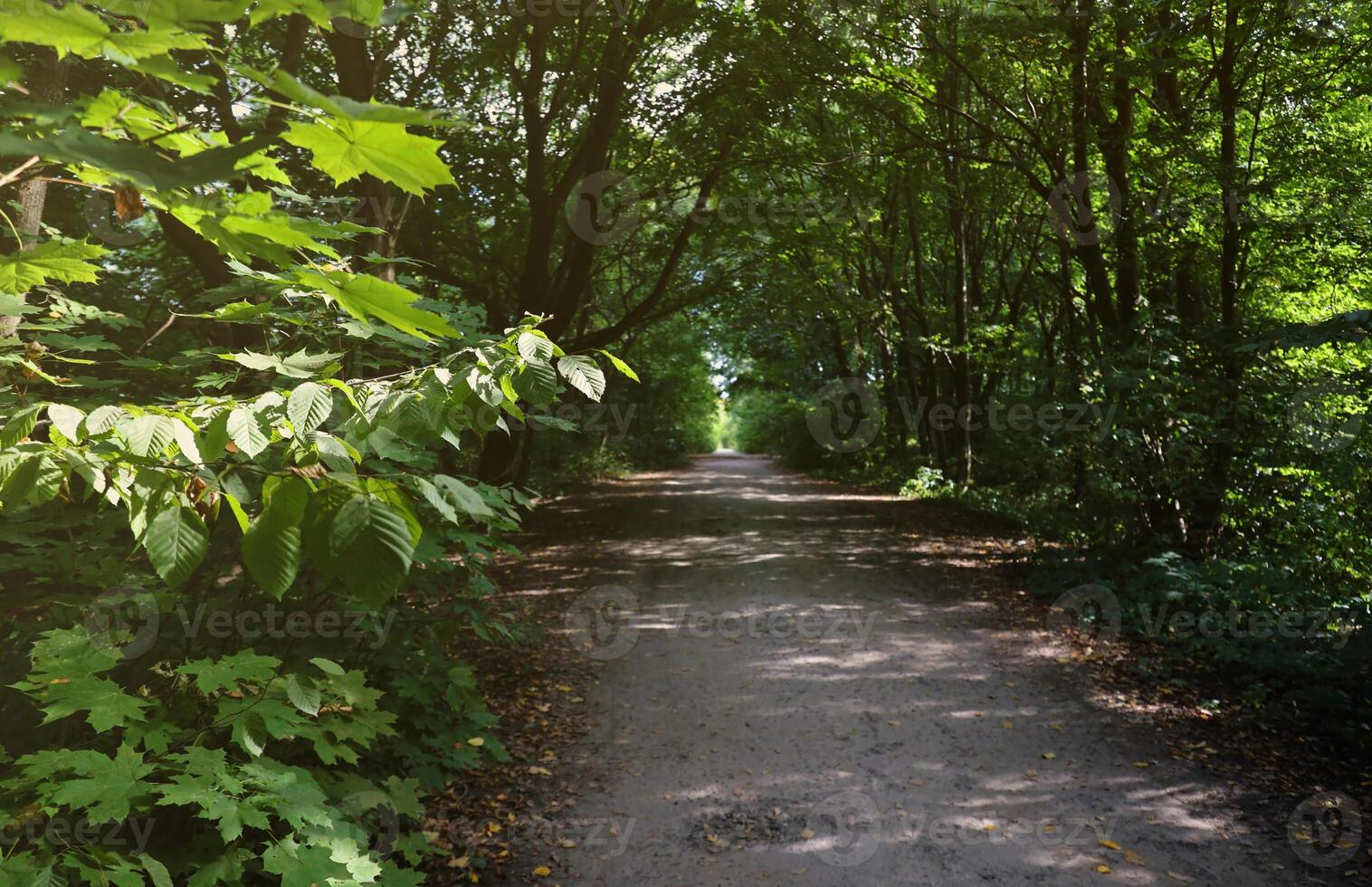 Forest road in a green forest with sun rays in sunny daytime. Green trees and bushes close to ground path photo