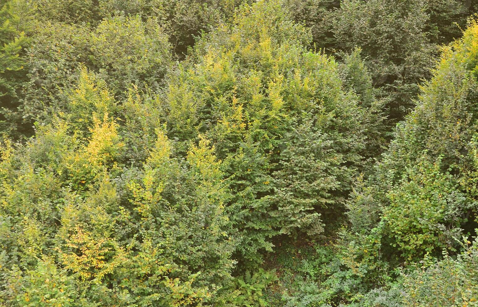 Texture of a mountain forest with many green trees. View from high photo