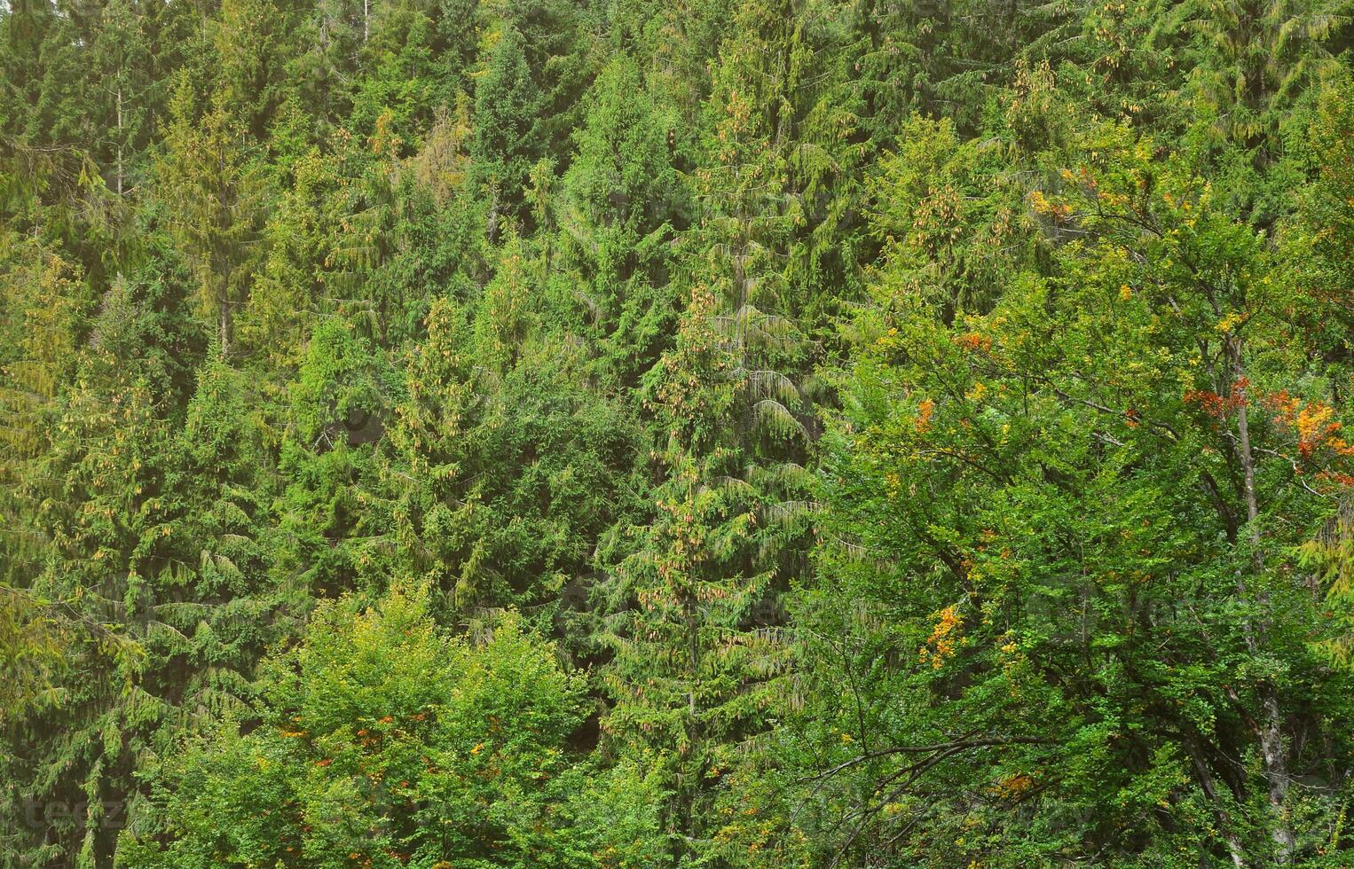 Photo of tree trunks of high forest trees that change color in early autumn