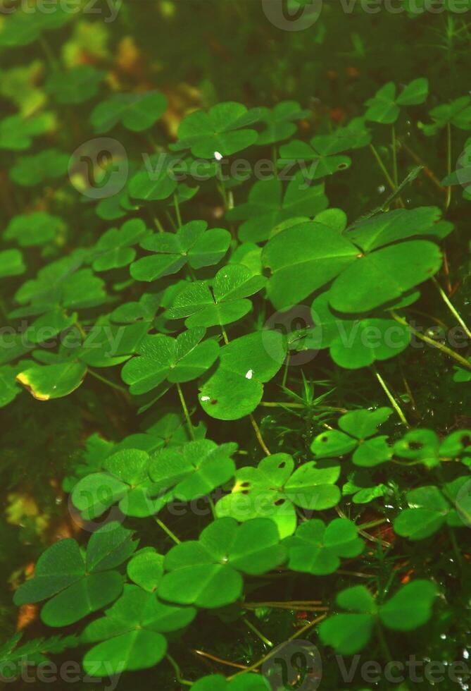 A small land in the forest with bright flowering clovers photo