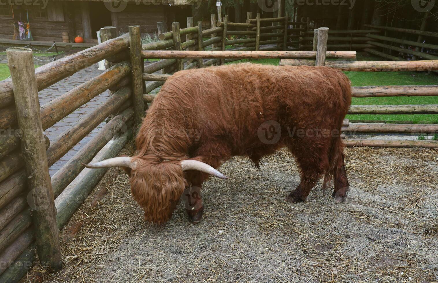 Long horns and a long shaggy coat beef cattle photo