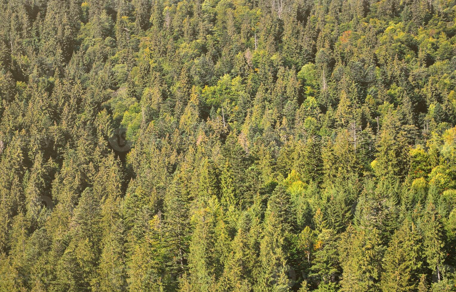 Texture of a mountain forest with many green trees. View from high photo