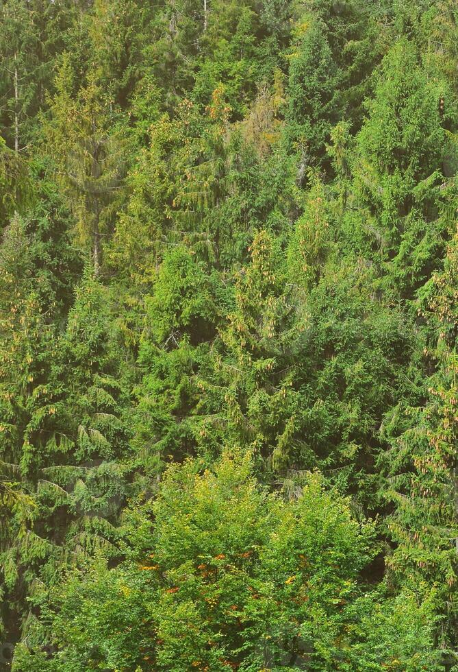 Photo of tree trunks of high forest trees that change color in early autumn