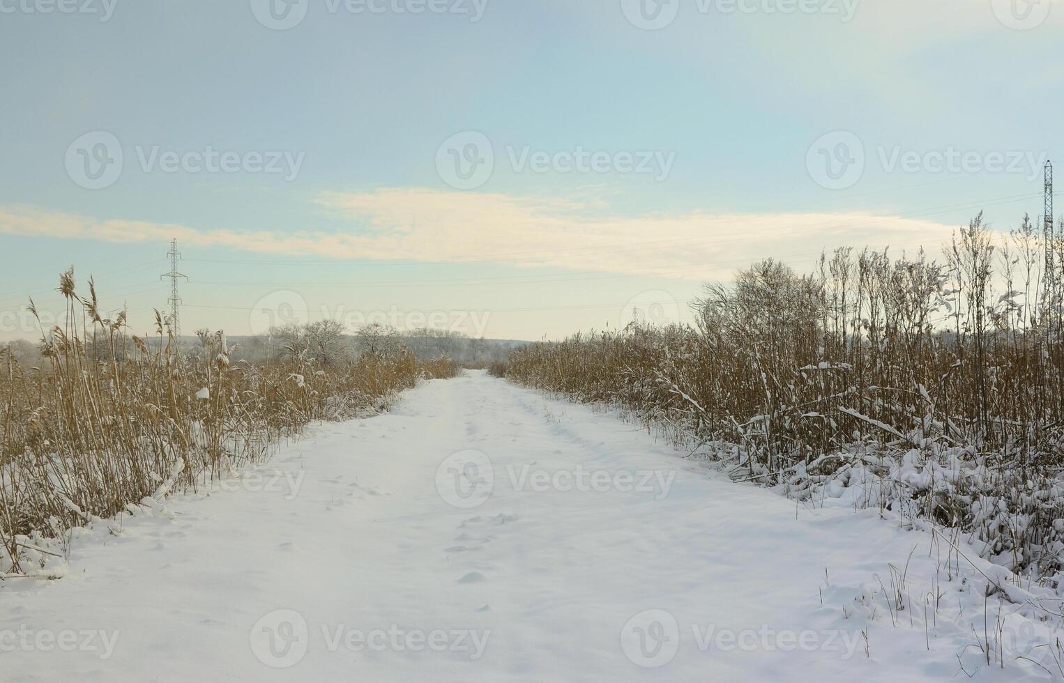 Snow-covered wild swamp with a lot of yellow reeds, covered with a layer of snow. Winter landscape in marshland photo