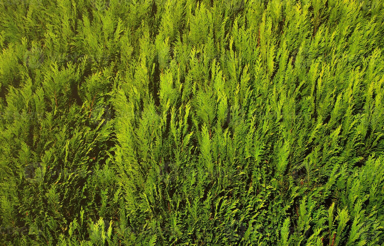 The texture of many branches of green coniferous tree in daylight photo