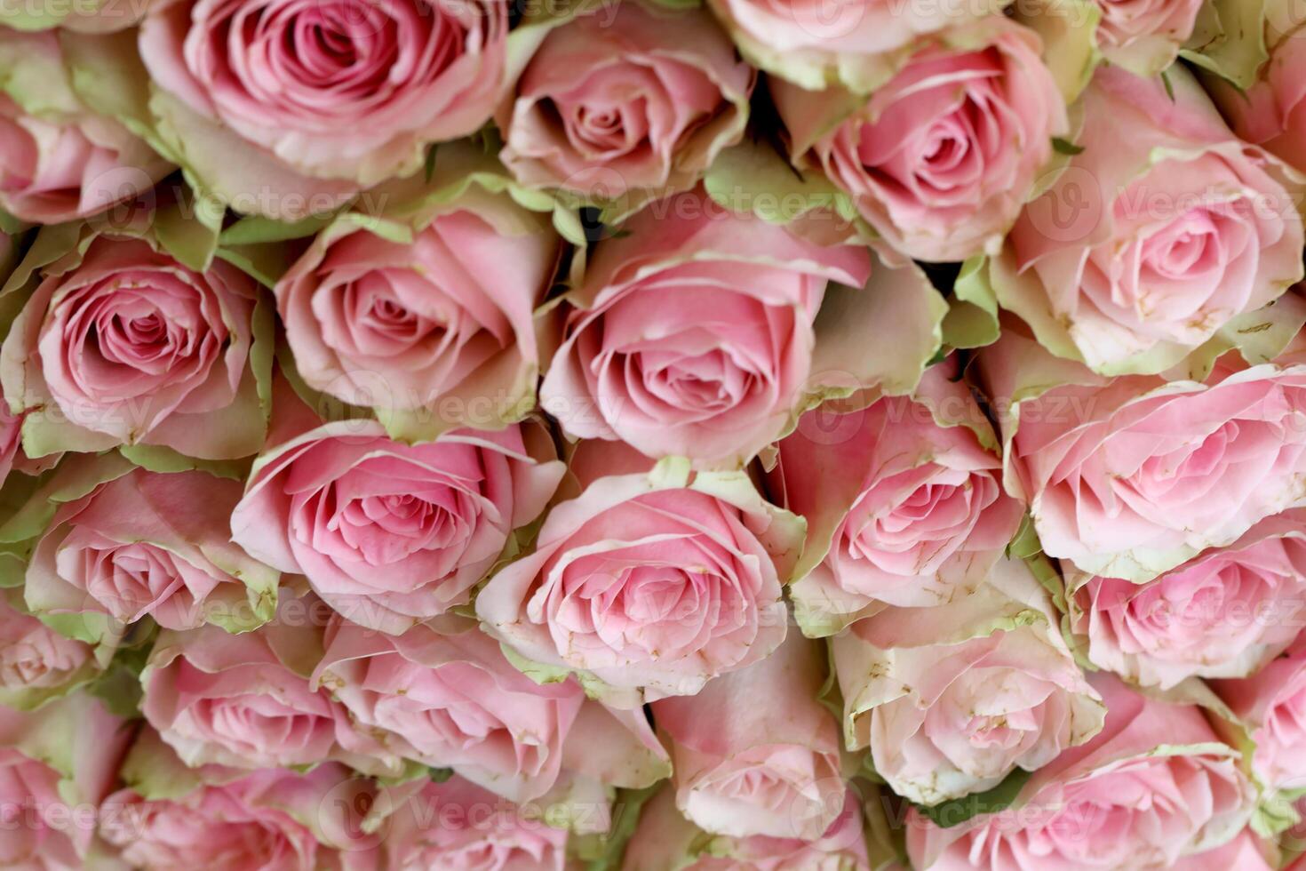 Bouquet of colorful roses as background, closeup. Pink flowers photo